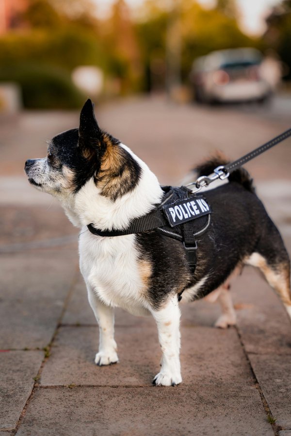 Tarifs de détection canine : évaluez le service idéal